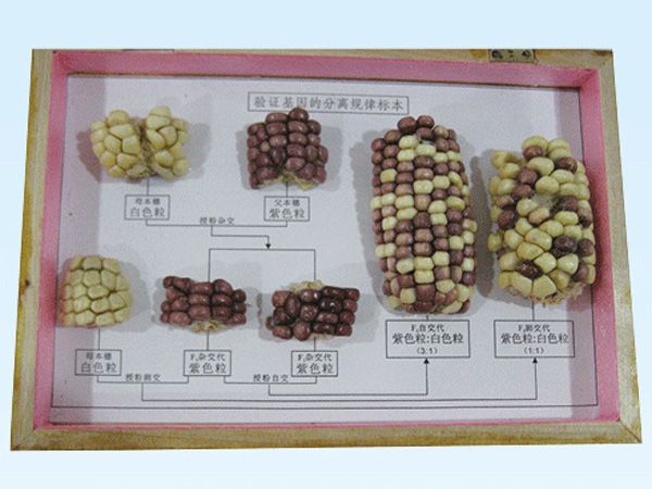 驗證基因分離規(guī)律玉米標本